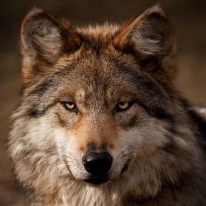 Meet your Posher, Shawn